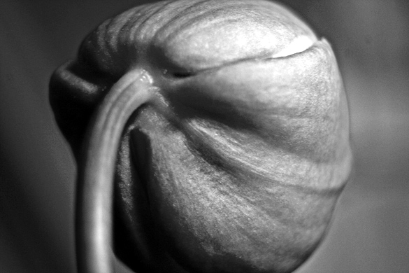 orchidbud4505BW.jpg