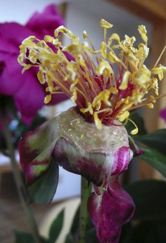 peony1July2011.jpg