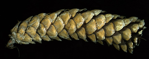 pinecone2011.jpg