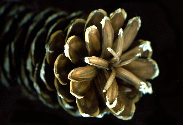 pinecone2_2011.jpg