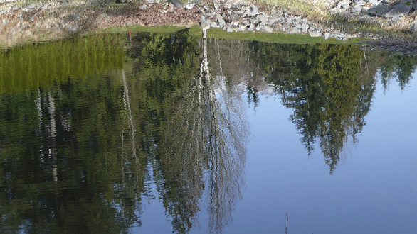 pond1.jpg