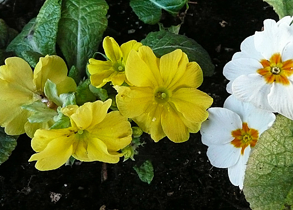 primula2012_2.jpg