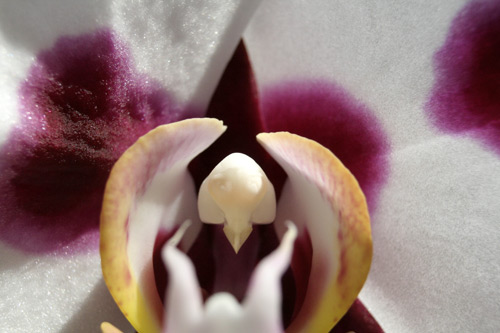 purplewhiteOrchid.jpg