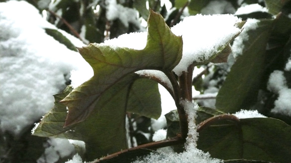 snow25Nov10.jpg