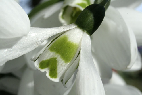 snowdropmacro.jpg