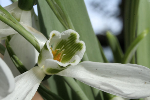 snowdropmacro2.jpg