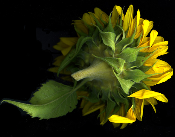 sunflower_back.jpg