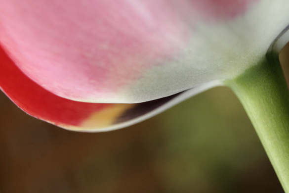 tulip_underside.jpg