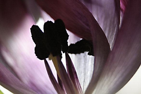 tulipa2.jpg