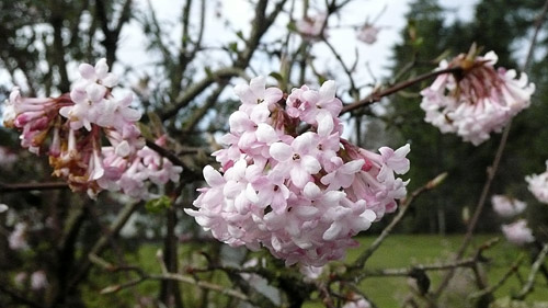 viburnum_bodnantense.jpg