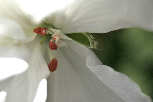 whiteGeranium.jpg