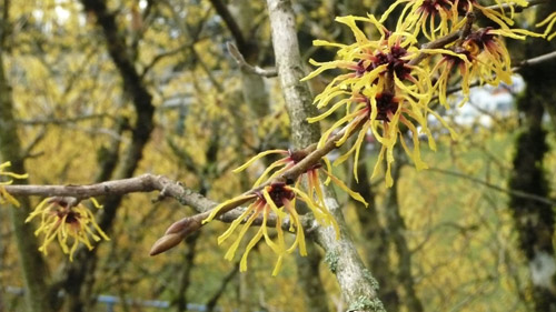 witchHazel.jpg