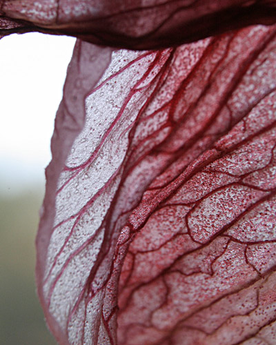 witheringHippeastrum1.jpg