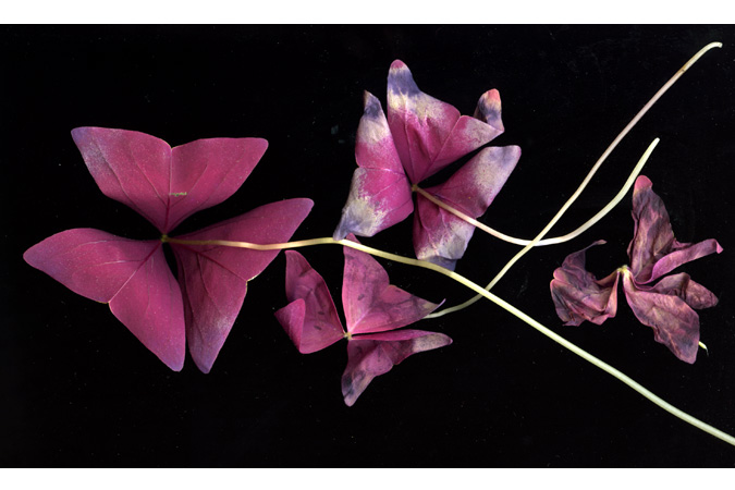 oxalis_withering
