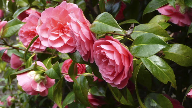 camellia2014