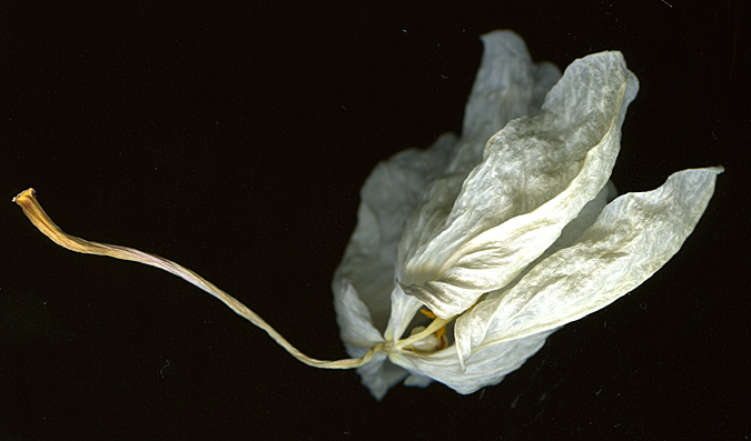 phalaenopsis-withered